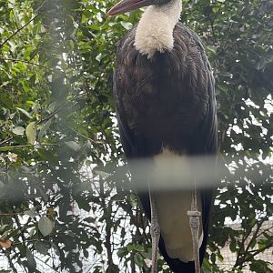 greater sunda - javan wollyneck stork (ciconia episcopus neglecta) - taman burung