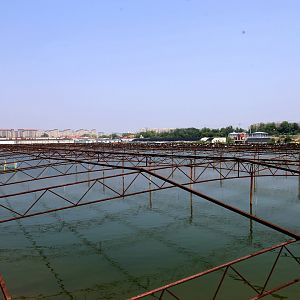 Chinese Crested Tern Site