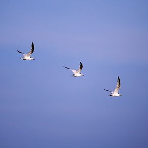 Chinese Crested Tern (Thalasseus bernsteini)