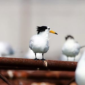 Chinese Crested Tern (Thalasseus bernsteini)