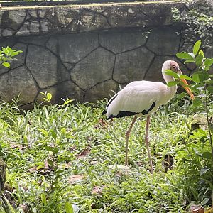 greater sunda - milky stork (mycteria cinerea) - taman burung