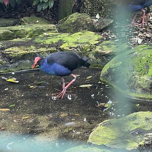 greater sunda - western swamphen (porphyrio porphyrio) - taman burung
