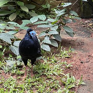 greater sunda - malayan crested fireback (lophura rufa) - taman burung