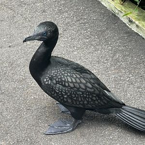 greater sunda - little black cormorant (phalacrocorax sulcirostris) (1) - taman burung
