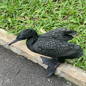 greater sunda - little black cormorant (phalacrocorax sulcirostris) (2) - taman burung
