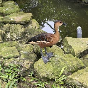 greater sunda - wandering whistling duck (dendrocygna arcuata) - taman burung