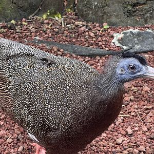 greater sunda - great argus (argusianus argus) - taman burung