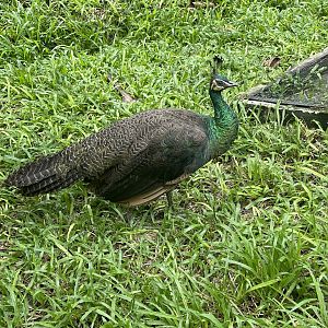 greater sunda - green peahen (pavo muticus) - taman burung