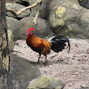 greater sunda - javan red junglefowl (gallus gallus bankiva) - taman burung