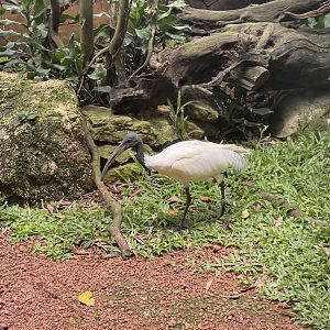 greater sunda - black-headed ibis (threskiornis melanocephalus) - taman burung