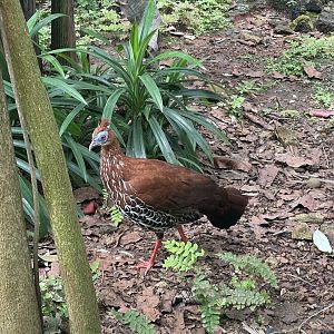 greater sunda - bornean crested fireback (lophura ignita) - taman burung