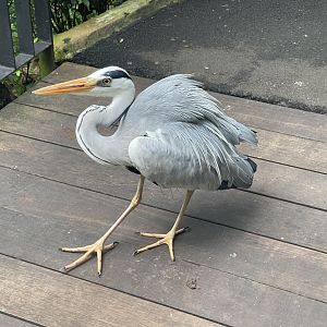 greater sunda - eastern grey heron (ardea cinerea jouyi) - taman burung
