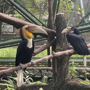 greater sunda - wreathed hornbill (rhyticeros undulatus) - taman burung
