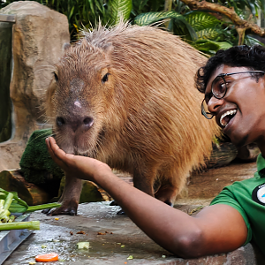 Moe the Capybara (Hydrochoerus hydrochaeris)