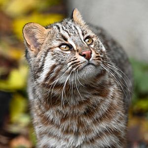 Amur leopard cat
