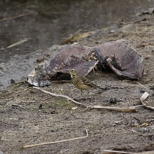 American Pipit (Anthus rubescens alticola)