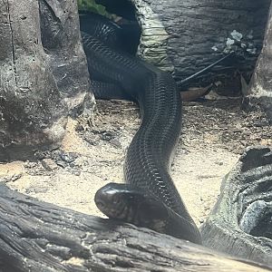 Eastern Indigo Snake