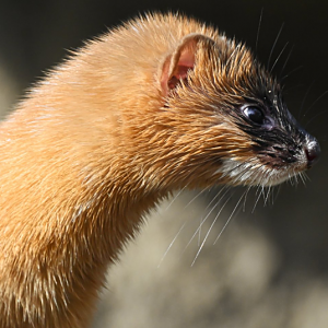 Siberian weasel