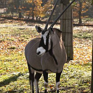 Gemsbok