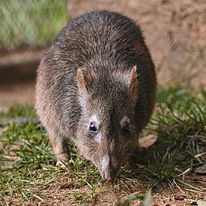 Long-nosed potoroo