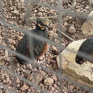 plaza puyuh - chestnut-bellied partridge (arborophila javanica) - taman burung