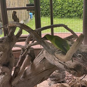 plaza puyuh - greater green leafbird (chloropsis sonnerati) - taman burung