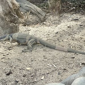 Lace Monitor (Digging)
