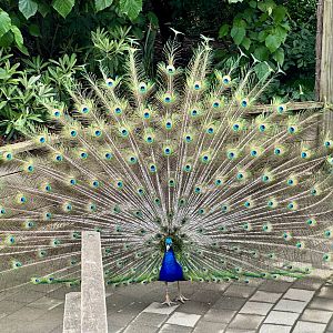 Indian peafowl (Pavo cristatus)