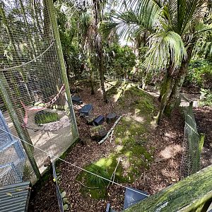 Red-rumped Agouti Exhibit