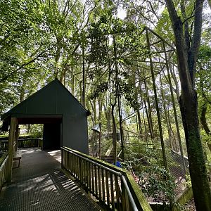 Brown Capuchin Exhibit 3