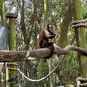 Brown capuchin (Sapajus apella)
