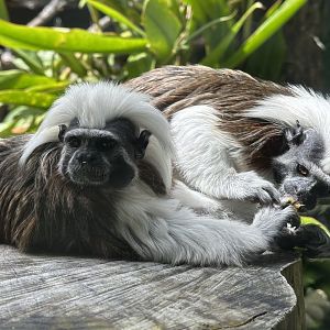 Cotton-top tamarin (Saguinus oedipus)