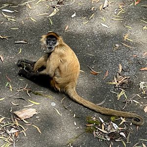 Black-handed spider monkey (Ateles geoffroyi)