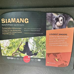 Siamang Signage