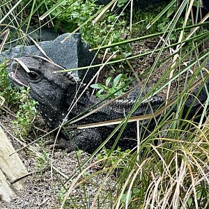 Tuatara (Sphenodon punctatus)