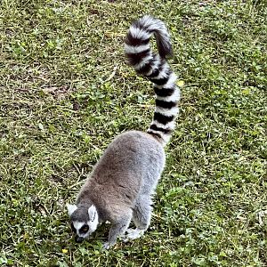 Ring-tailed lemur (Lemur catta)