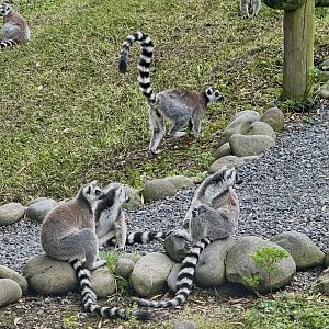 Ring-tailed lemur (Lemur catta)
