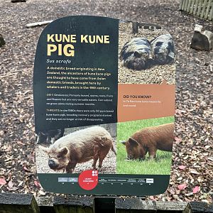 Kune Kune Pig Signage