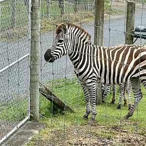 Plains zebra (Equus quagga)