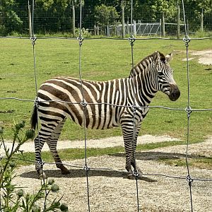 Plains zebra (Equus quagga)