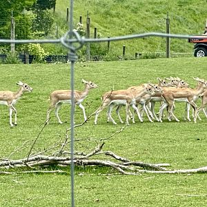Indian Antelope (Female Herd)