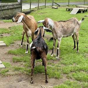 Anglo-Nubian goat (Capra aegagrus hircus)
