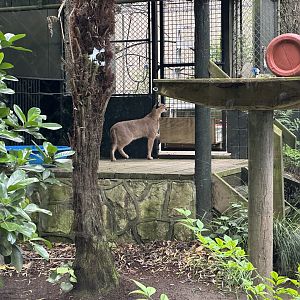 Caracal (Watching Keeper)