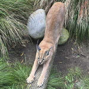 Caracal (Stretching)