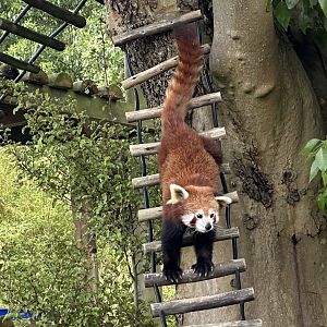 Nepalese red panda (Ailurus fulgens fulgens)