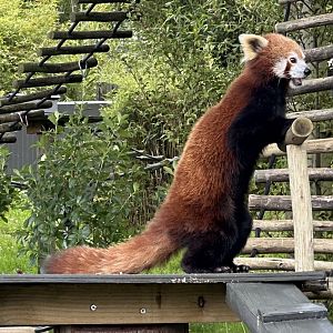 Nepalese red panda (Ailurus fulgens fulgens)