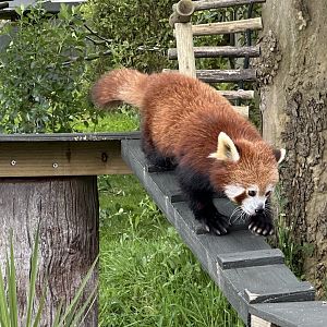 Nepalese red panda (Ailurus fulgens fulgens)