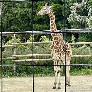 Kevin (New Male Giraffe)