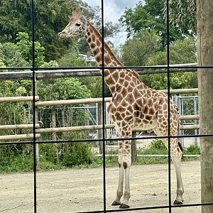 Kevin (New Male Giraffe)