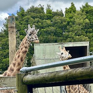 Masamba and Jabali (Giraffes)